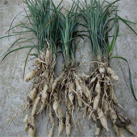 河南 麦冬草厂家 麦冬价格 在线咨询