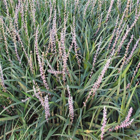 厂家苗木推荐 麦冬草苗 麦冬草批发供应 多年生草本植物