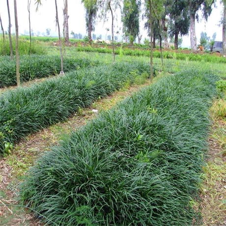 曹县 批发麦冬草 麦冬草批发 园林绿化地被植物