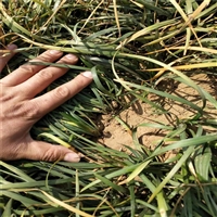 北京 麦冬草基地 麦冬批发 价格合理