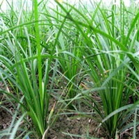 厂家货源供应 批发麦冬草 山东麦冬草 又名沿阶草