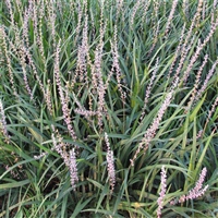 厂家苗木推荐 麦冬草苗 麦冬草批发供应 多年生草本植物