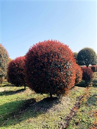 红叶石楠球供应-成都苗木基地-郫都区名川园艺场