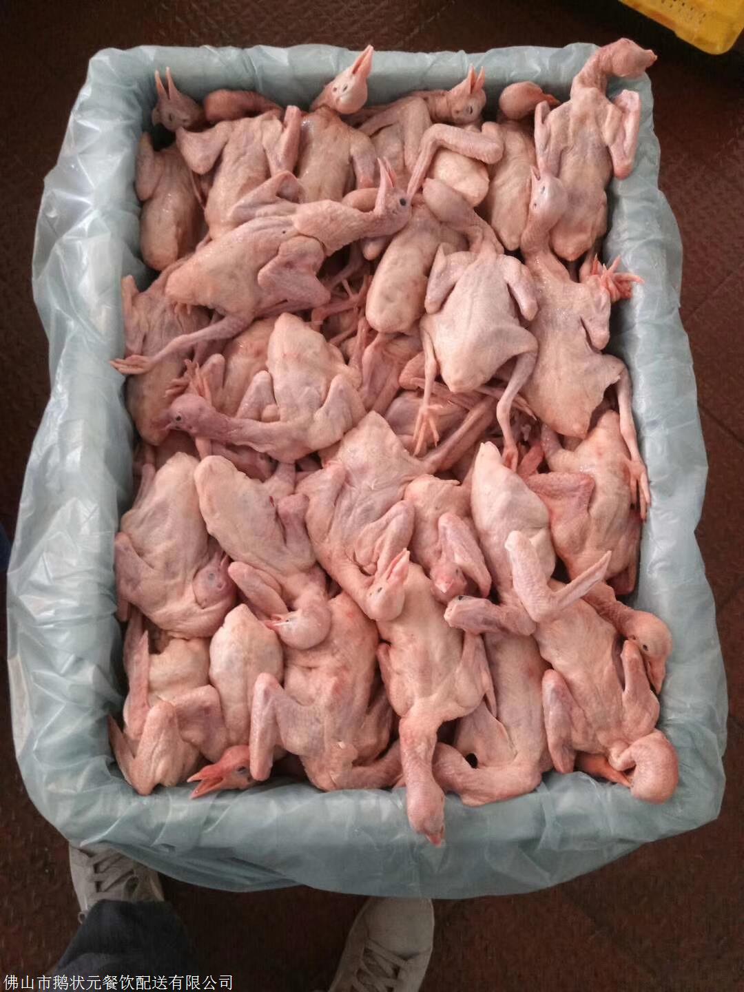 河北乳鸽批发商