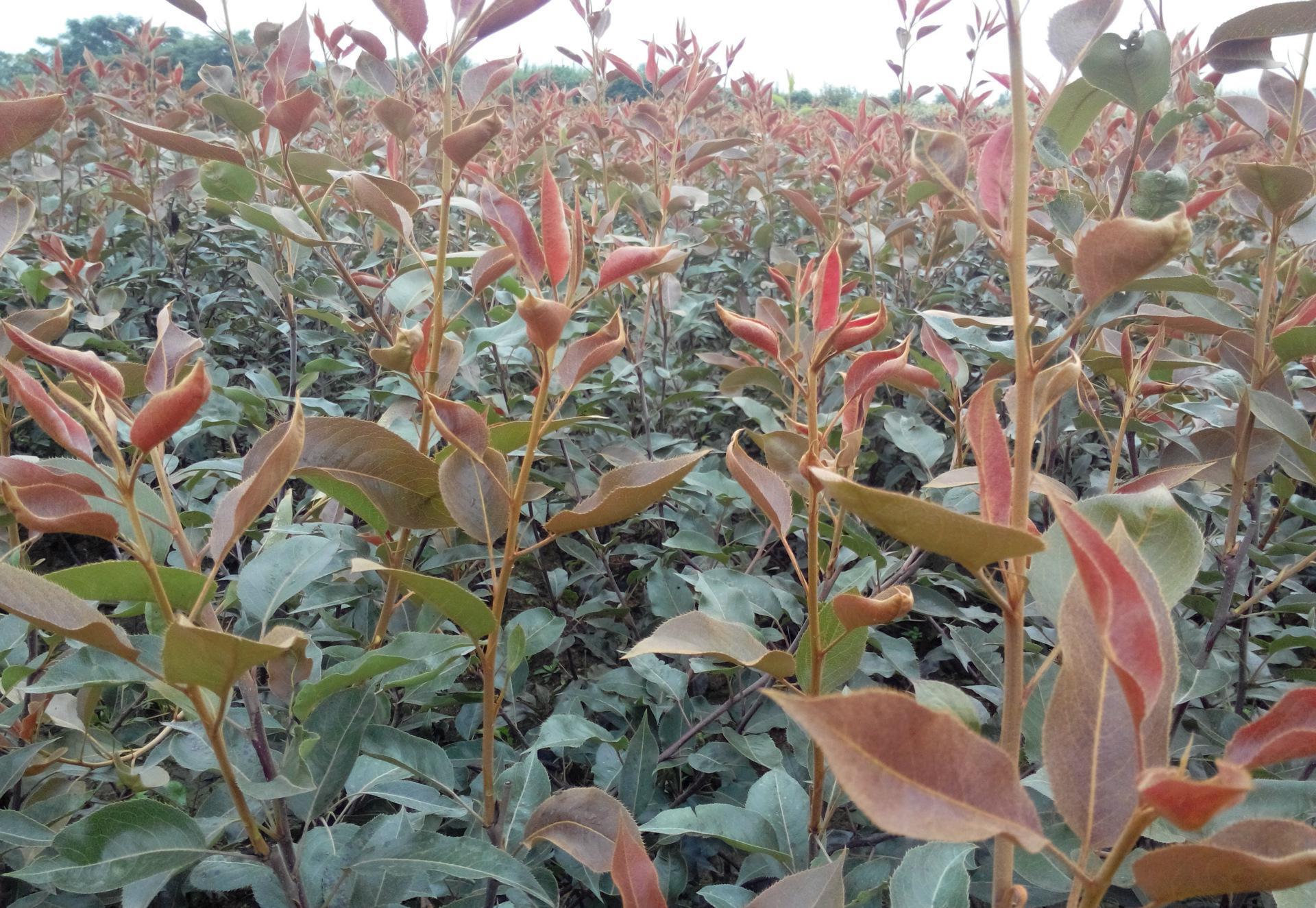 早酥红梨树苗报价  早酥红梨树苗价格