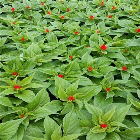 鸡冠花苗岩骁花卉凤尾鸡冠一年生直立草本