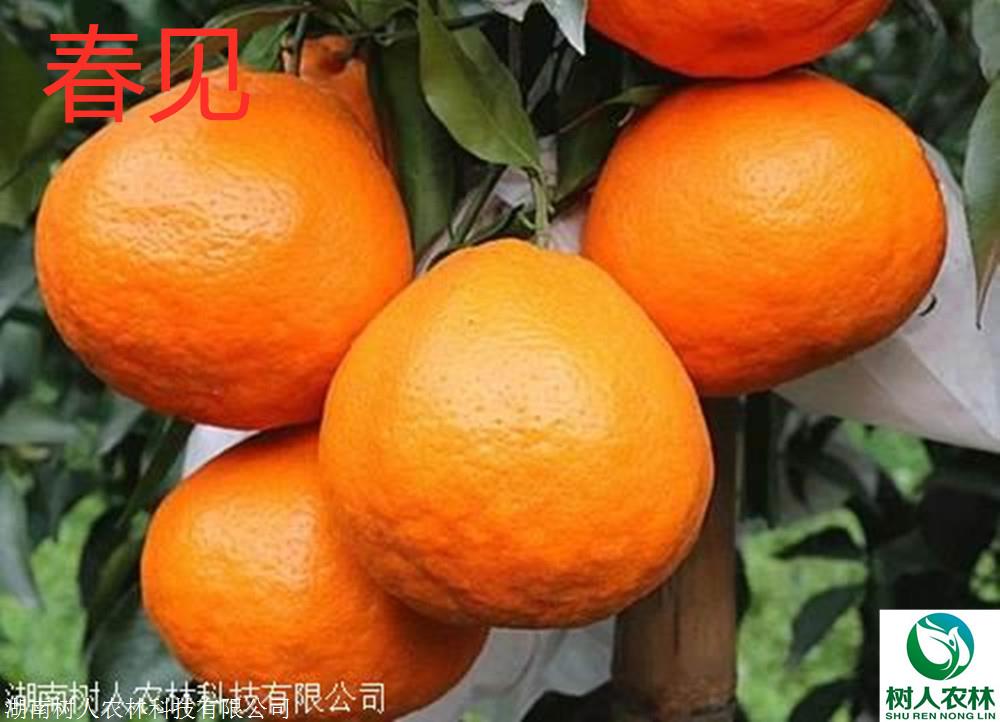 春见柑橘品种简介及图片大全及价格表(春见柑橘品种简介及图片大全及价格表)