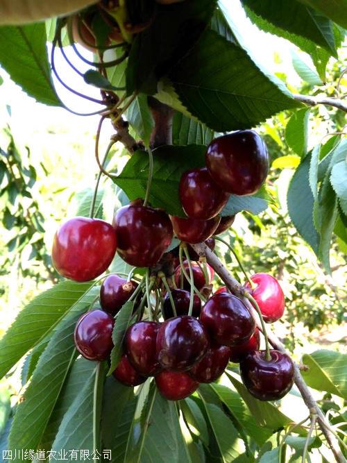 綦江车厘子苗-车厘子苗产地-车厘子苗基地专访