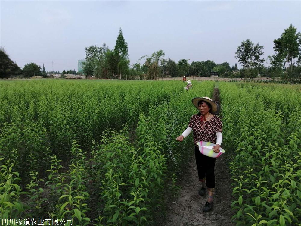 恩施青脆李子苗2019年價格恩施青脆李子苗產地