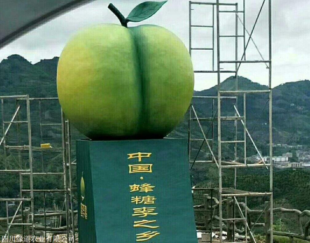 长寿蜂糖李子苗品种-长寿蜂糖李子苗培育中心