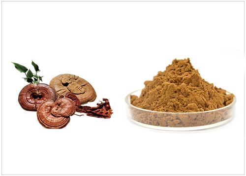 灵芝多糖 灵芝提取物