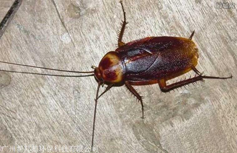 寝室灭蟑螂的方法