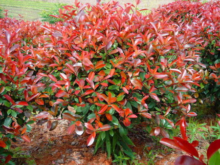 红叶石楠扦插时间