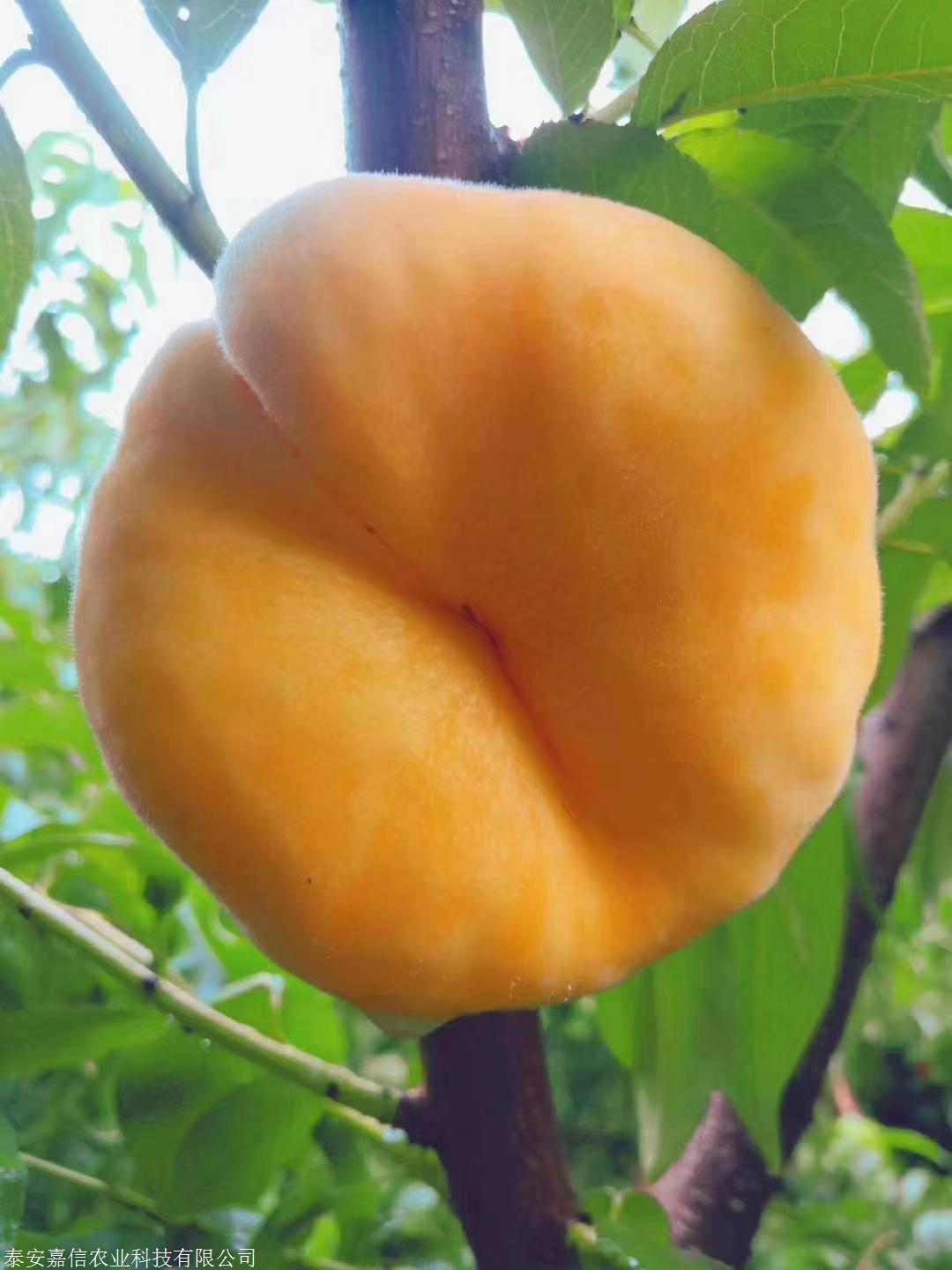 优质蟠桃 早露蟠桃早露蟠:果实扁平形,果顶凹入,果皮底色乳黄,果面着