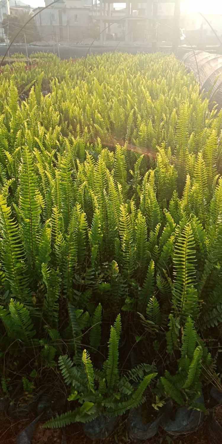 肾蕨小苗 肾蕨袋苗 肾蕨工程苗 排骨草各种规格供应 大量批发