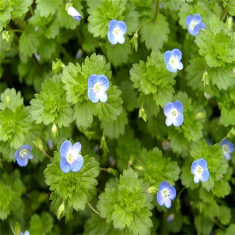 婆婆纳苗国良花卉辽宁婆婆纳苗台安宿根花卉