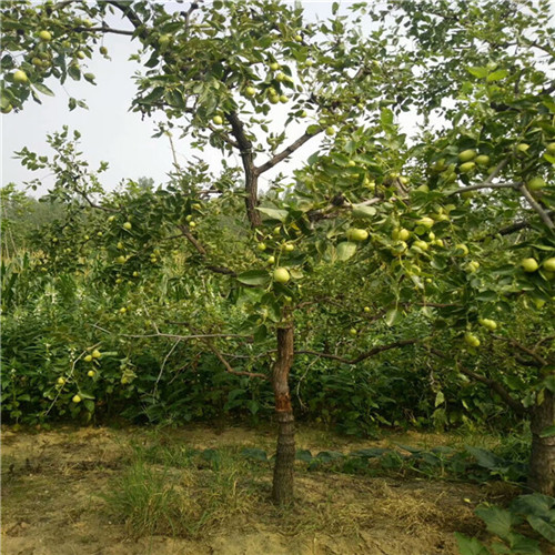 8公分公分9公分枣树苗基地价格