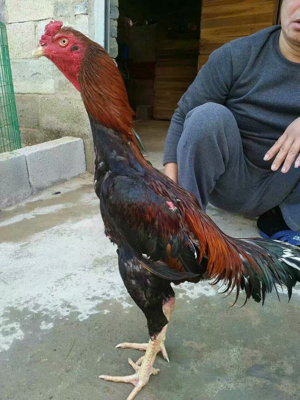 河池斗鸡低价出售