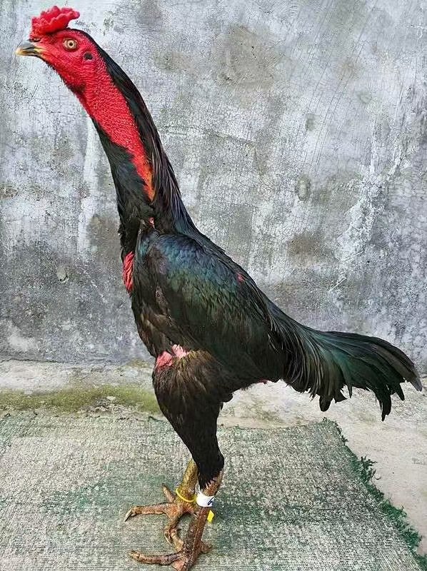 印度斗鸡品种图片