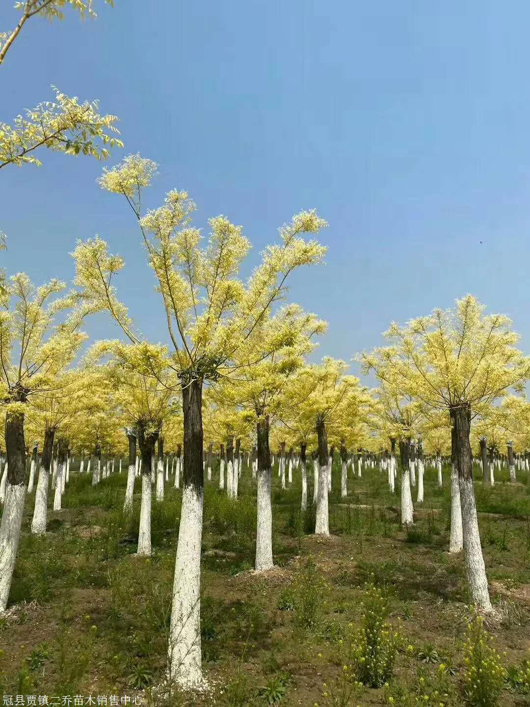 金枝槐价格金枝槐苗圃济宁金枝槐绿化苗木金枝槐