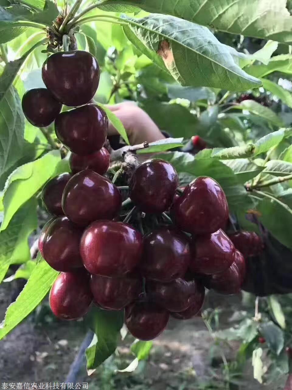 布鲁克斯樱桃苗布鲁克斯樱桃苗树苗报价