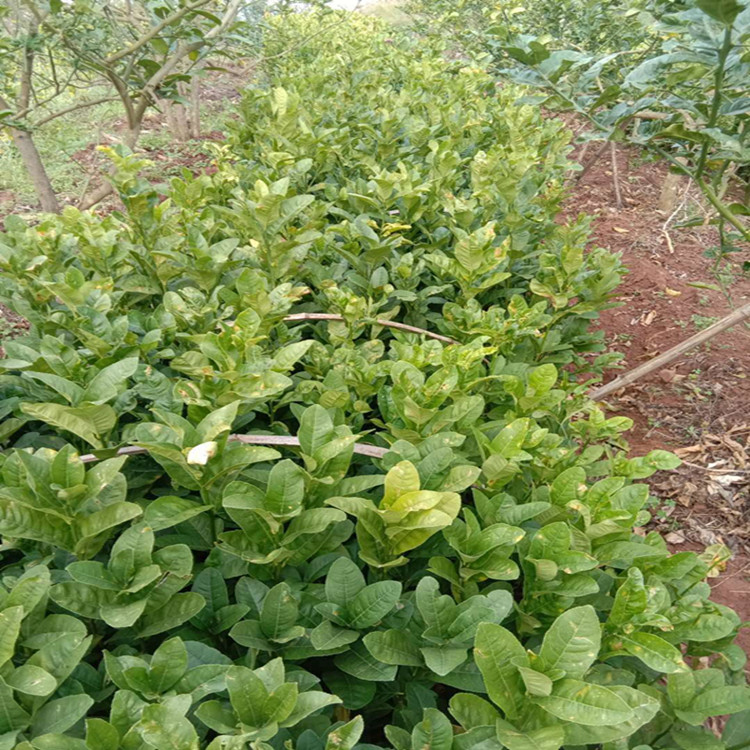 佛手苗佛手苗种苗公司佛手产量佛手苗价格