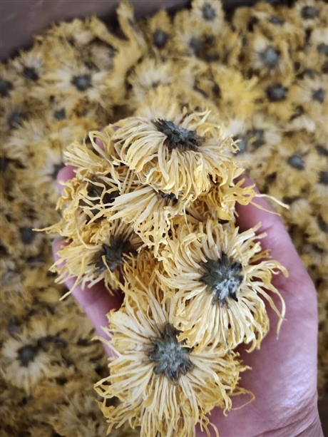 金丝黄菊泡水的功效