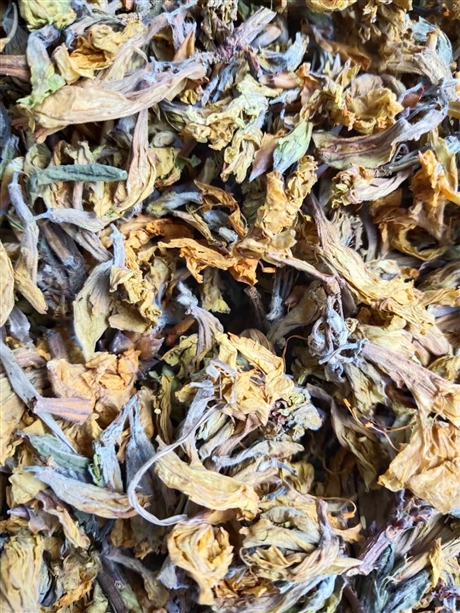 闹洋花价格  闹洋花功效作用
