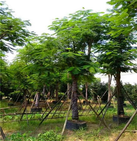 凤凰木树苗四川凤凰木袋苗规格齐全优惠批发