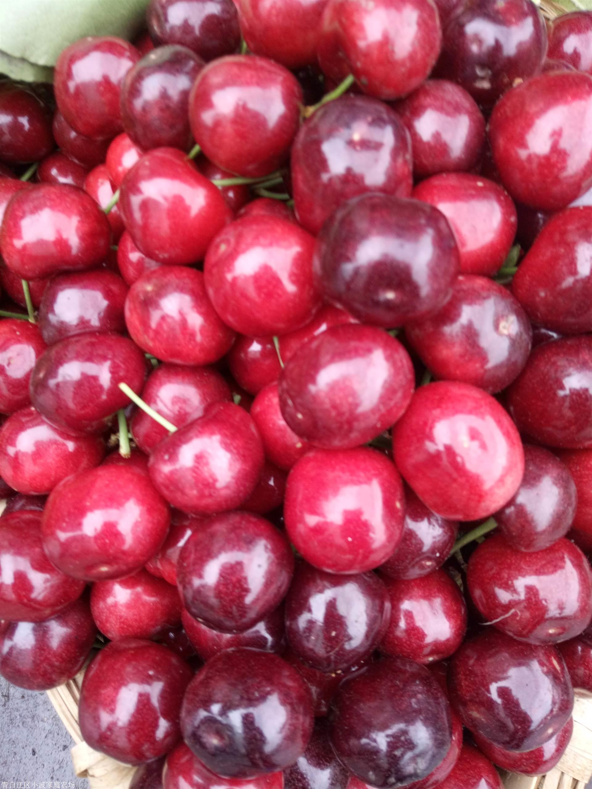 玛瑙红樱桃苗批发大樱桃车厘子