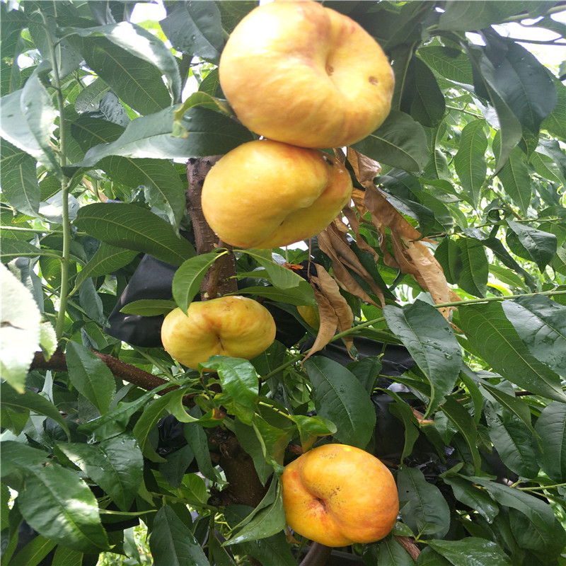 黄金蟠桃树苗批发 早金霞油蟠桃树苗价格 金秋农业蟠桃苗基地