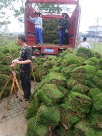 结缕草卷广西河池基地新行情