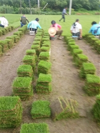 马尼拉草卷广西柳州基地新行情