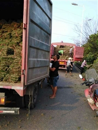 结缕草卷福建福州道路护坡价