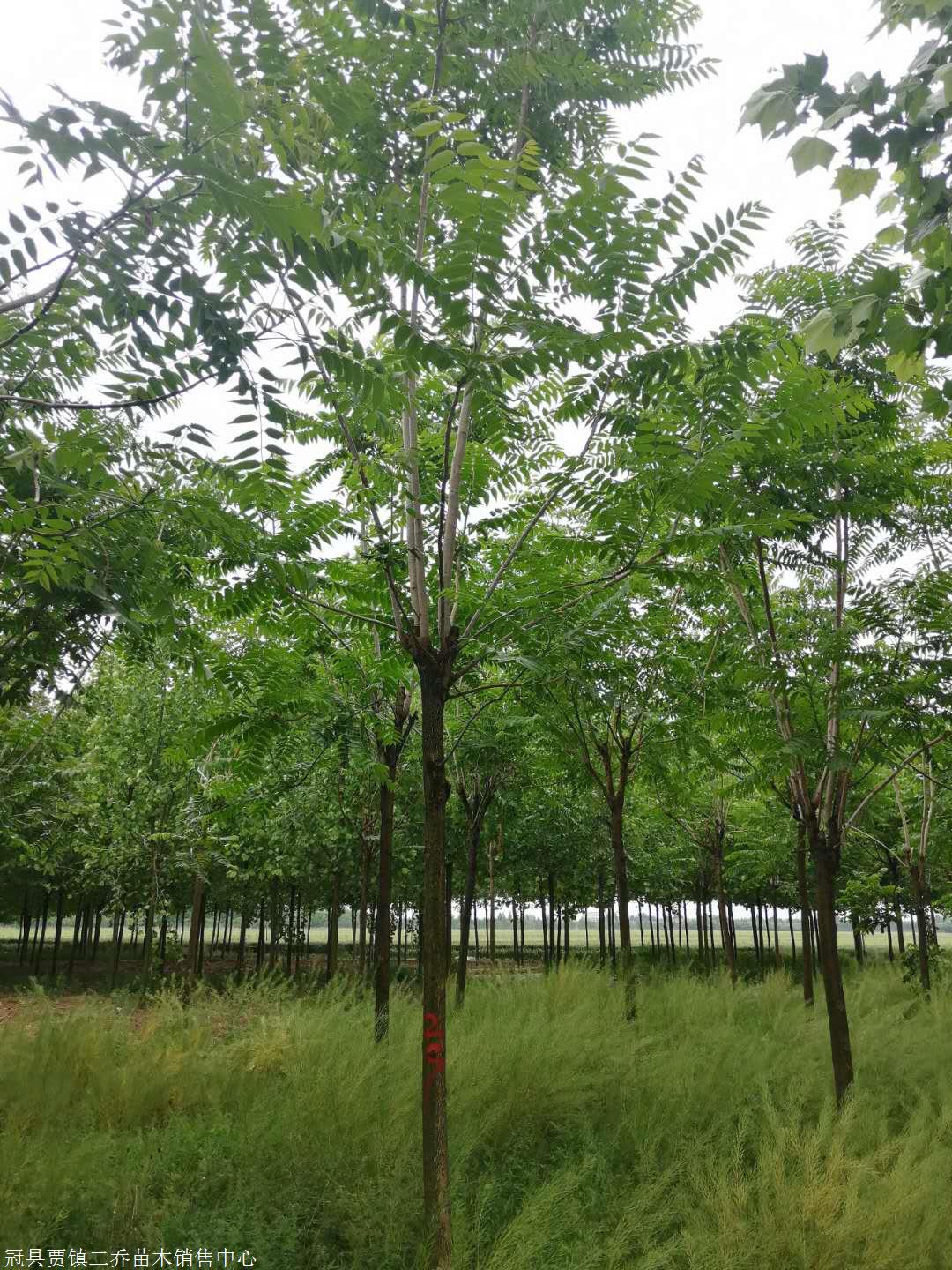 臭椿苗臭椿苗价格15公分臭椿苗木基地