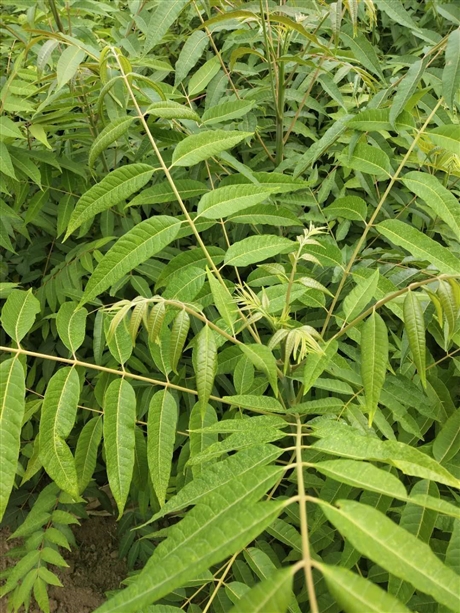 香椿苗基地香椿苗价格占地香椿
