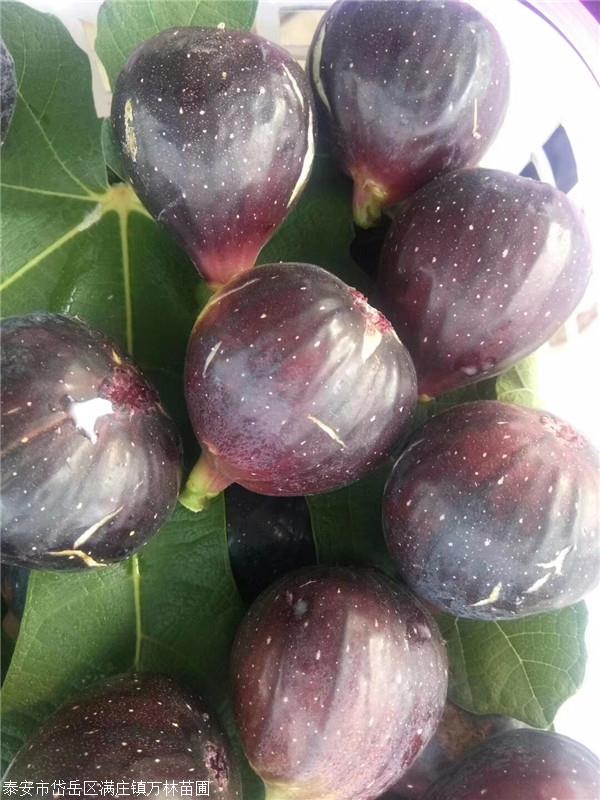 华丽无花果苗一颗的价钱华丽无花果苗上车价格