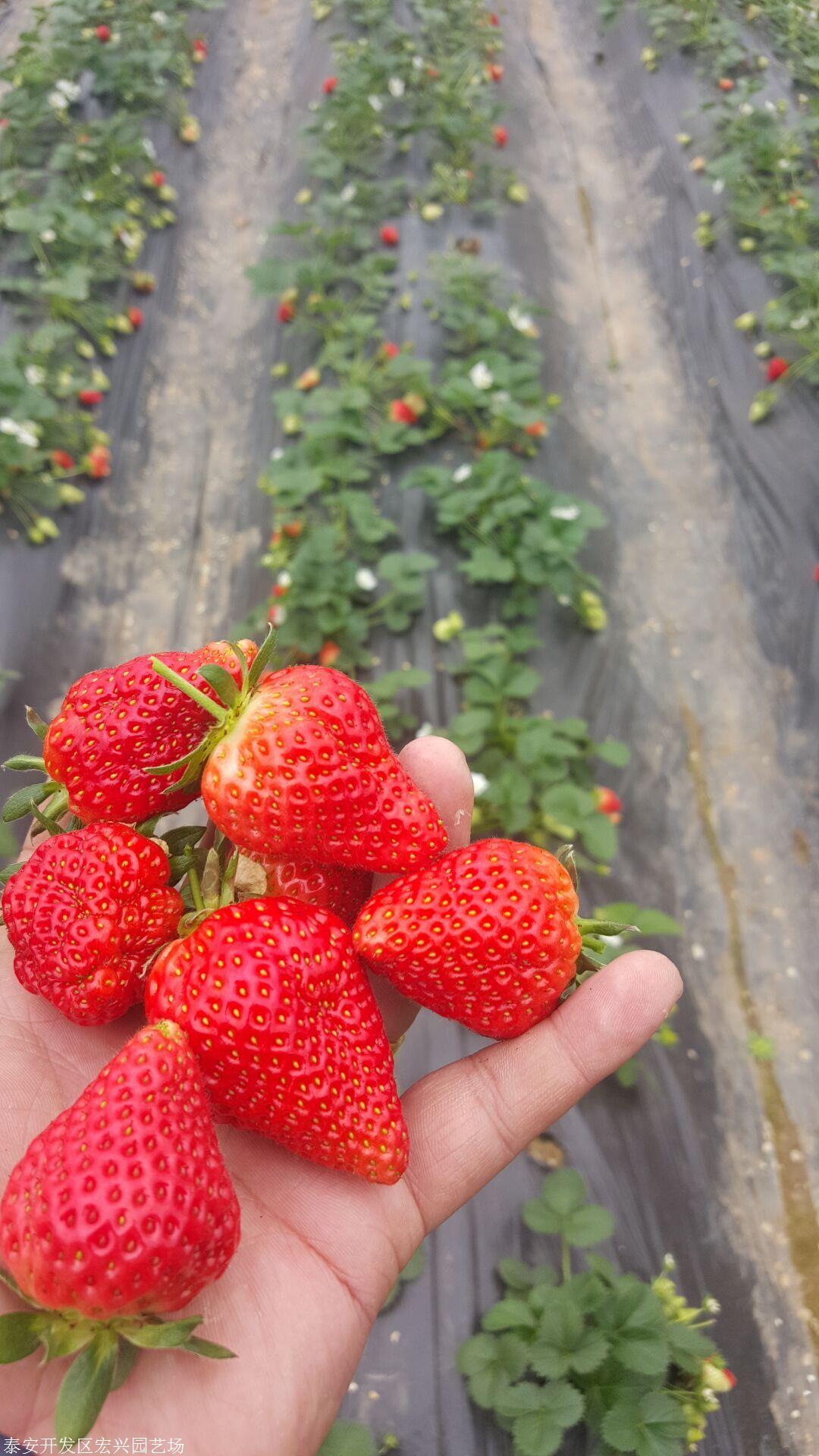 幸香草莓苗哪里有红颜草莓苗
