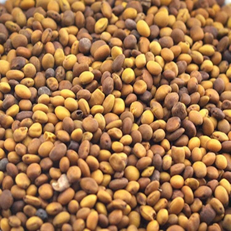 中药材批发芦阳芝正宗西藏芦阳芝