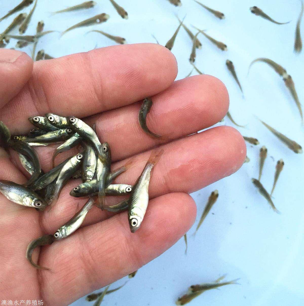 麦鲮水花鱼苗 南方大口鲮鱼 优质品种 澳渔水产直销 全国发货