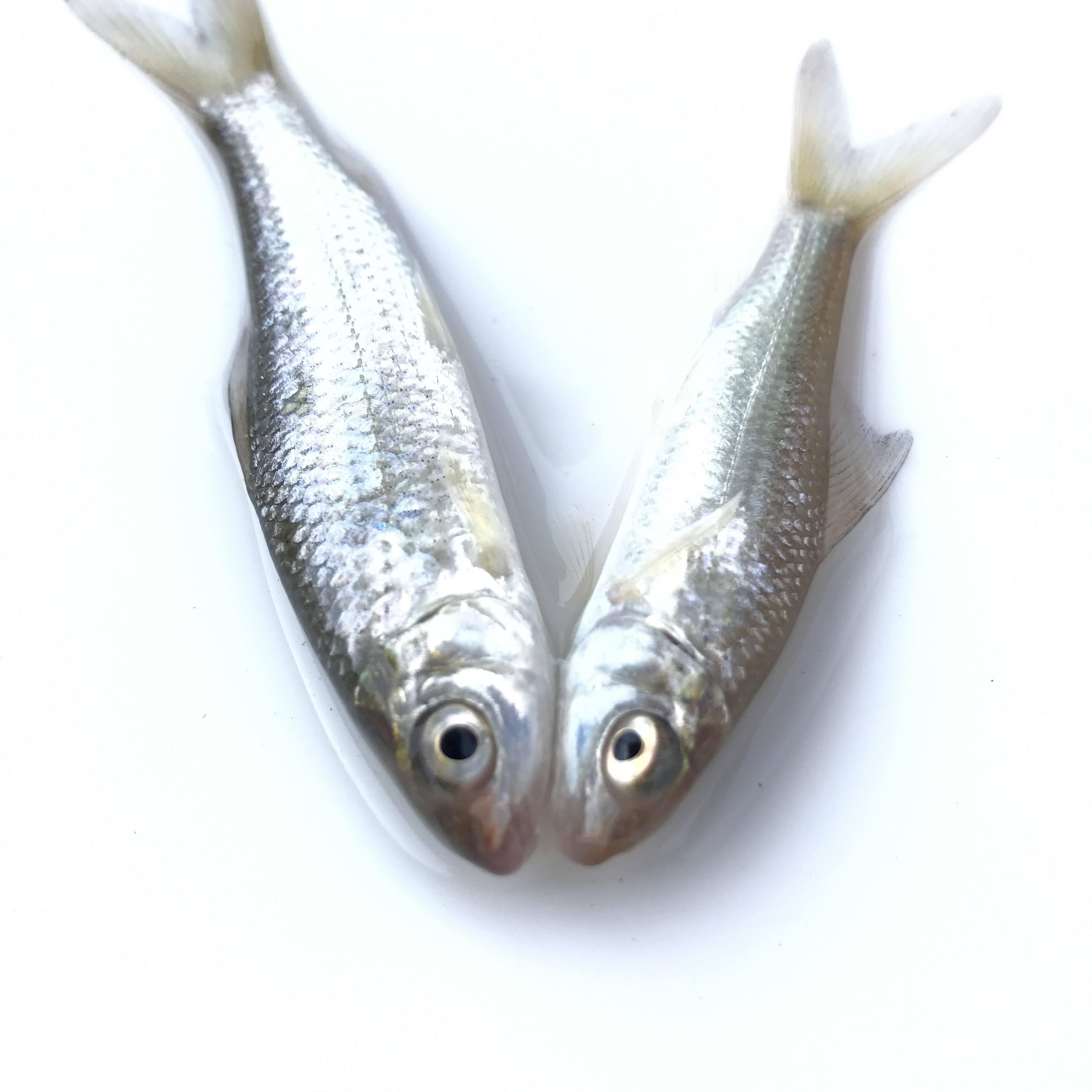 麥鯪魚