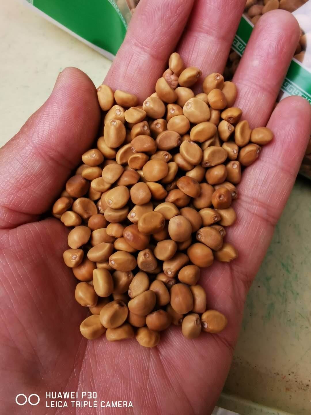 中药材岩黄连多少钱一斤