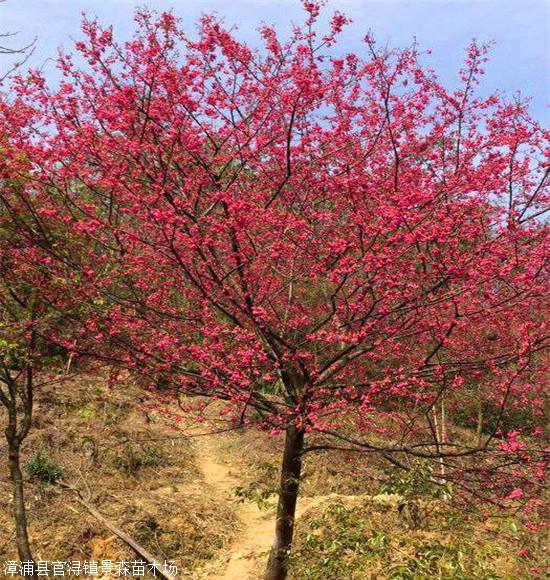 櫻花樹 山櫻花移植苗 基地直銷