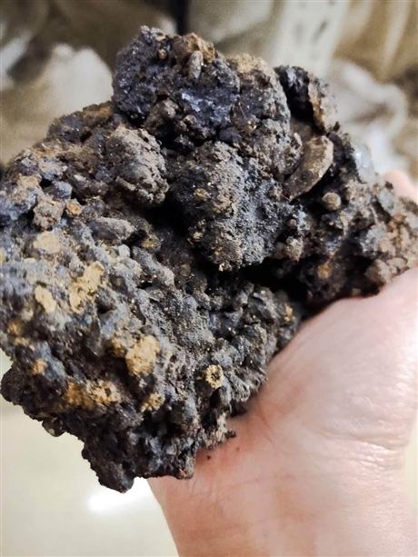 猴结的药用价值  猴结今日价格