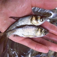 四大家鱼鳙鱼苗 金鳙鱼苗养殖技术 市场