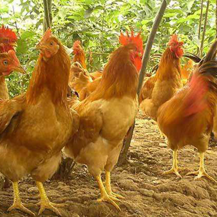 良凤花鸡苗雏苗 小鸡雏苗良凤花鸡苗 厂家直售