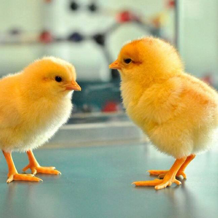 出肉率高良凤花鸡苗养殖场 小鸡雏苗良凤花鸡苗 厂家供应