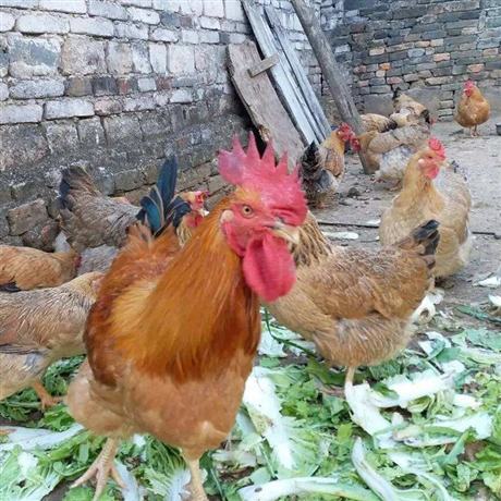 供应良凤花 小种苗良凤花鸡苗