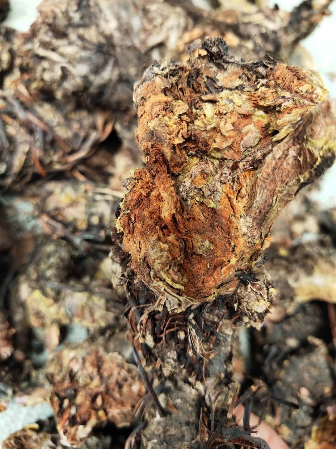 私营企业主营业务:中药材,中药饮片,冷背药材,中药粉,花草茶