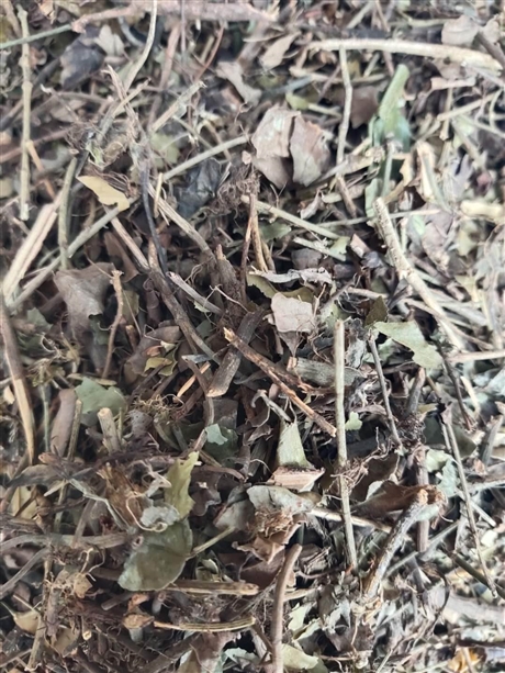 【猫眼睛价格   中药材猫眼睛功效】价格,厂家,粮食作物种子